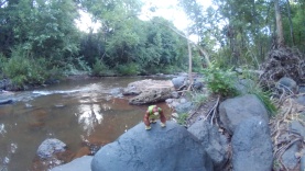 Bongo at Oak creek